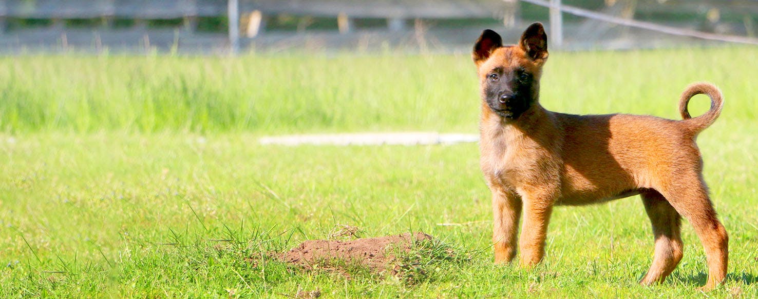 Cloudy with a Chance of Meatballs Dog Names Popular Male and Female